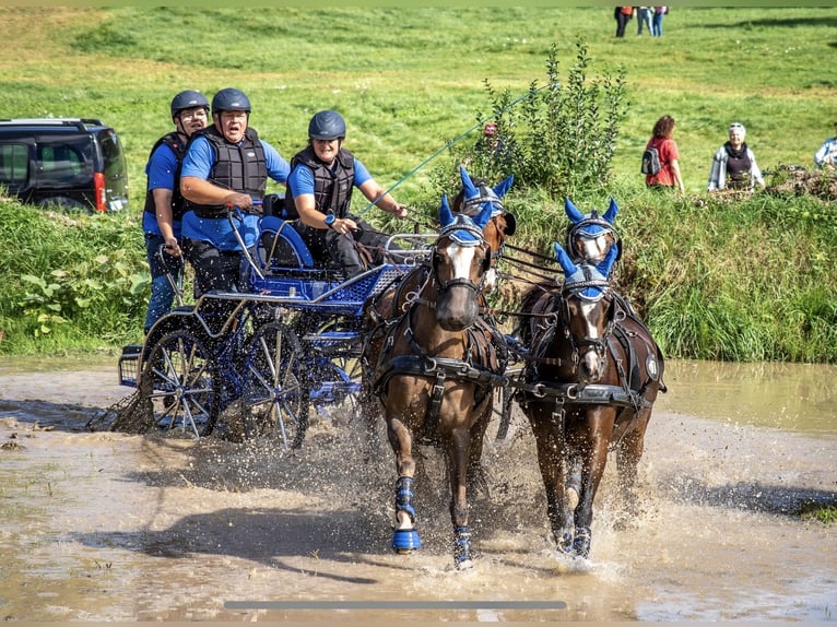 Welsh-B Stute 11 Jahre 129 cm Dunkelfuchs in Wilnsdorf