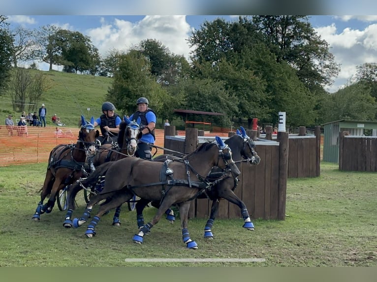 Welsh-B Stute 11 Jahre 129 cm Dunkelfuchs in Wilnsdorf