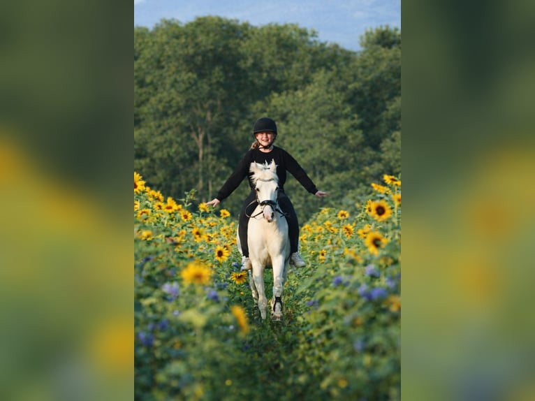 Welsh-B Stute 11 Jahre 131 cm Palomino in Bad Driburg