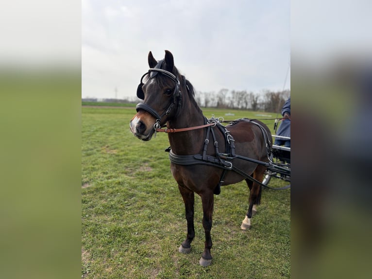 Welsh-B Stute 11 Jahre 132 cm Brauner in Wangels