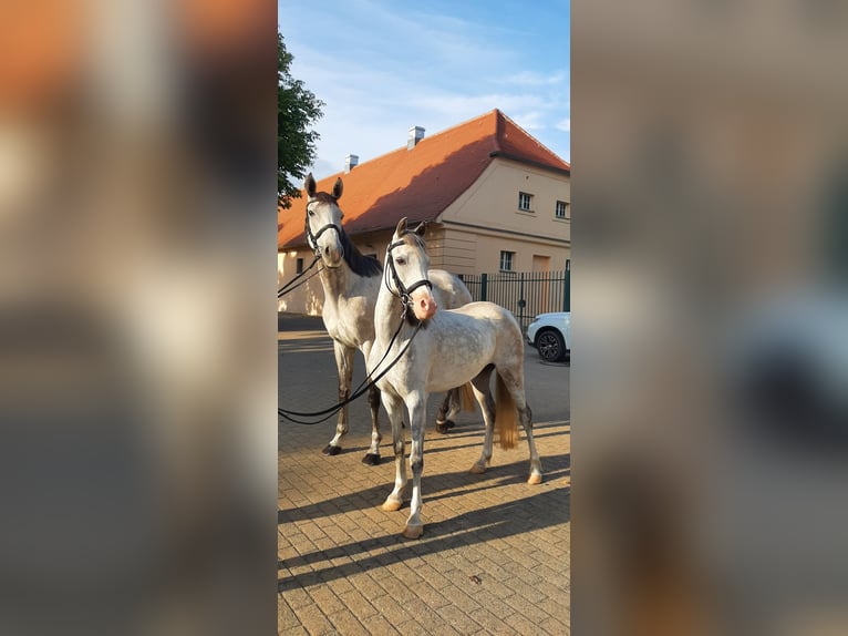 Welsh-B Stute 11 Jahre 133 cm Schimmel in Stüdenitz-Schönermark