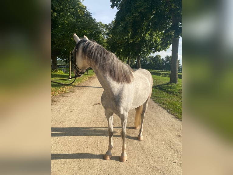 Welsh-B Stute 11 Jahre 133 cm Schimmel in Stüdenitz-Schönermark
