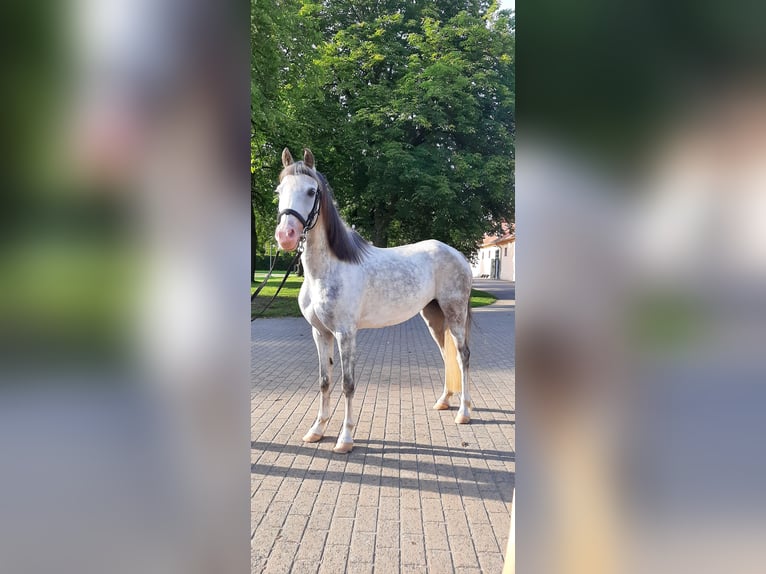 Welsh-B Stute 11 Jahre 133 cm Schimmel in Stüdenitz-Schönermark