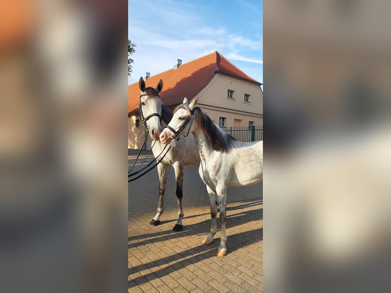Welsh-B Stute 11 Jahre 133 cm Schimmel in Stüdenitz-Schönermark