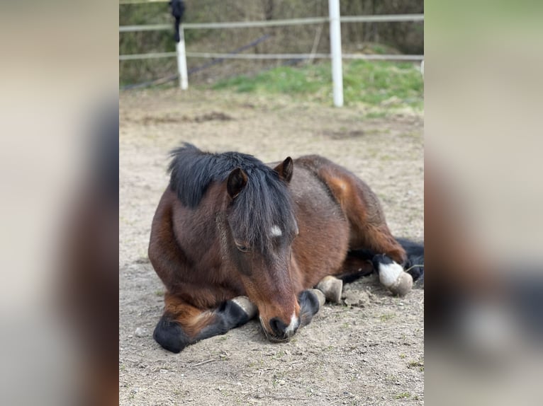 Welsh-B Stute 11 Jahre 135 cm Brauner in Weiterstadt