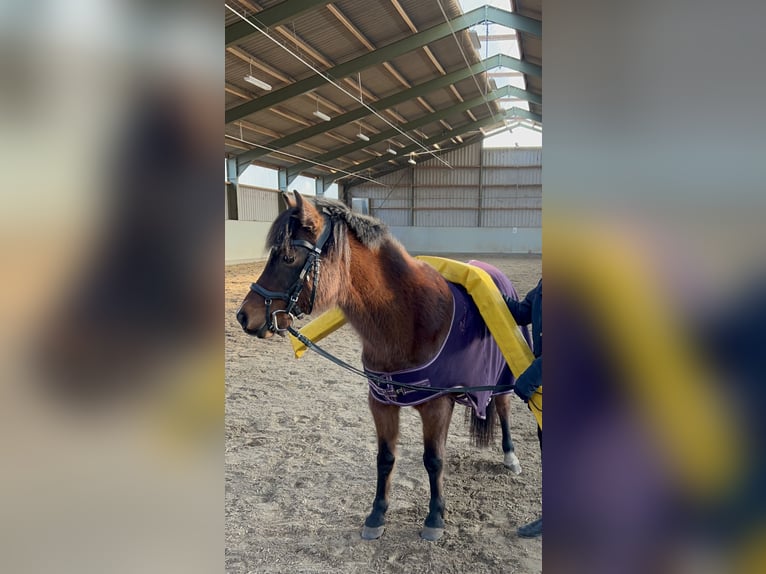 Welsh-B Stute 11 Jahre 135 cm Brauner in Weiterstadt