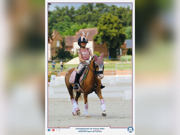 Welsh-B Stute 12 Jahre 120 cm Palomino in Villiers-Saint-Fréderic