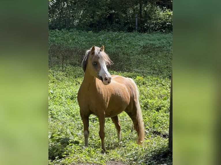 Welsh-B Stute 12 Jahre 120 cm Palomino in Villiers-Saint-Fréderic