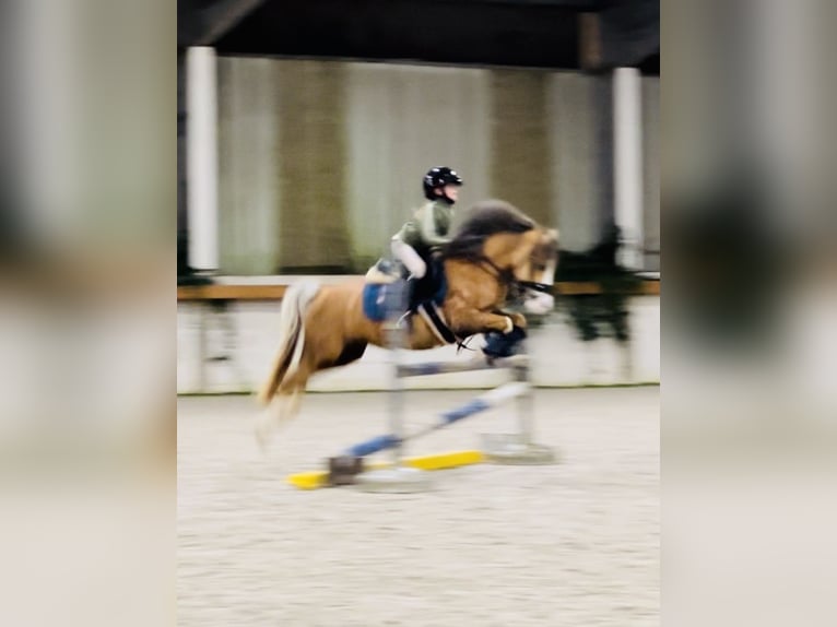 Welsh-B Stute 12 Jahre 122 cm Palomino in Versailles