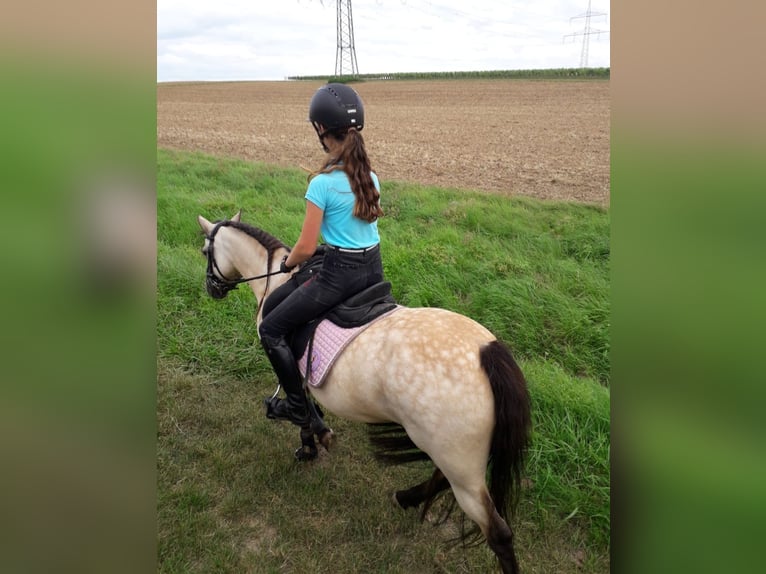 Welsh-B Stute 12 Jahre 125 cm Buckskin in Bietigheim-Bissingen