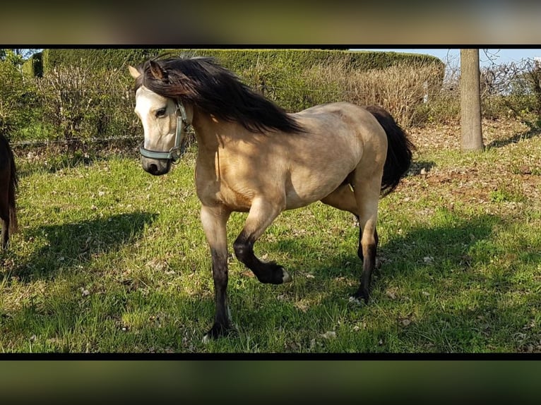 Welsh-B Stute 12 Jahre 125 cm Buckskin in Bietigheim-Bissingen