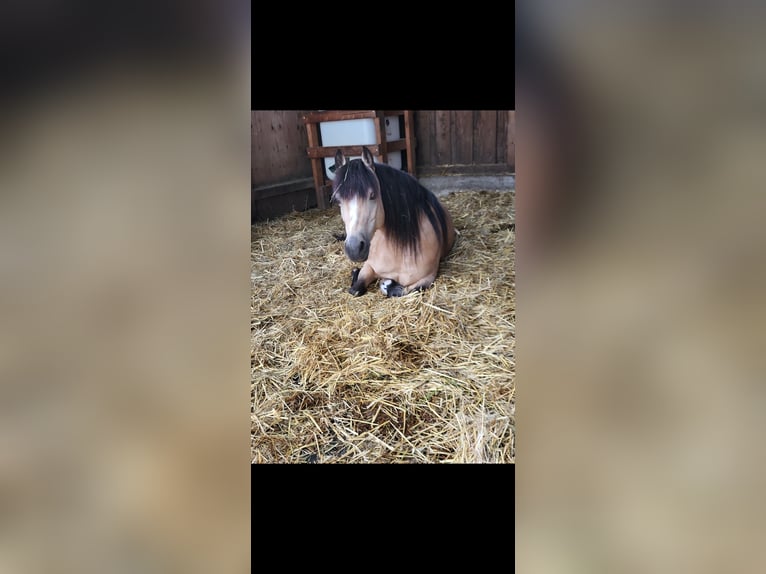 Welsh-B Stute 12 Jahre 125 cm Buckskin in Bietigheim-Bissingen