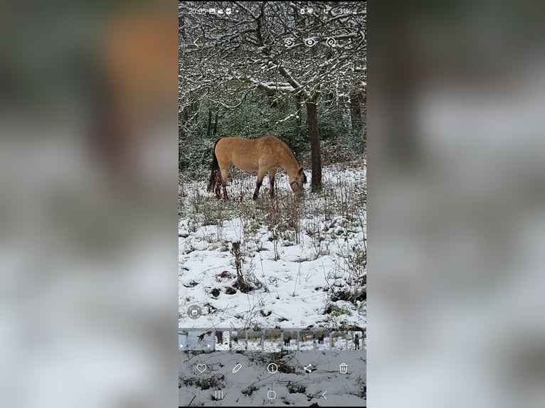 Welsh-B Stute 12 Jahre 125 cm Buckskin in Bietigheim-Bissingen