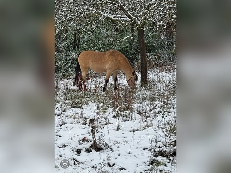Welsh-B Stute 12 Jahre 125 cm Buckskin in Bietigheim-Bissingen