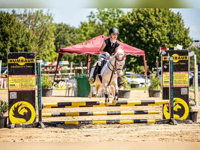 Welsh-B Stute 12 Jahre 125 cm Perlino in Wetter (Ruhr)