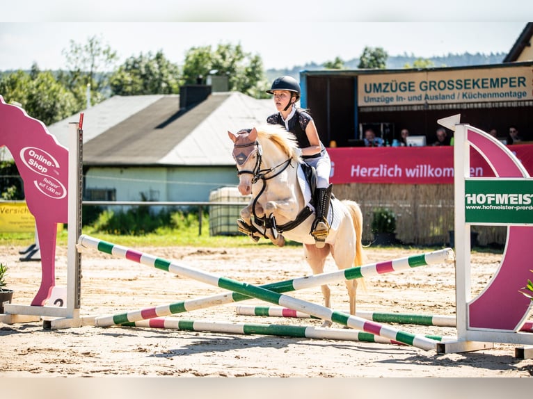 Welsh-B Stute 12 Jahre 125 cm Perlino in Wetter (Ruhr)