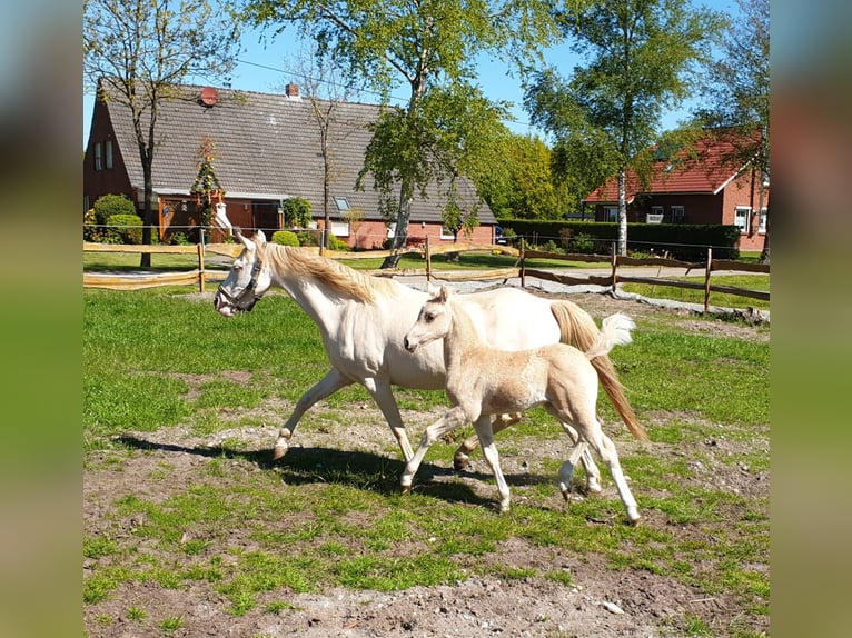 Welsh-B Stute 12 Jahre 125 cm Perlino in Wetter (Ruhr)