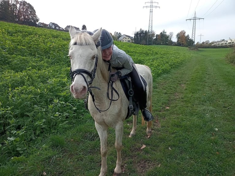 Welsh-B Stute 12 Jahre 125 cm Perlino in Wetter (Ruhr)