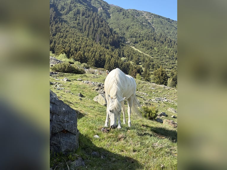 Welsh-B Stute 12 Jahre 125 cm Schimmel in Galtür