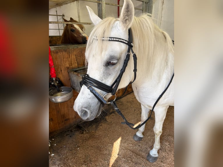 Welsh-B Stute 12 Jahre 125 cm Schimmel in Galtür