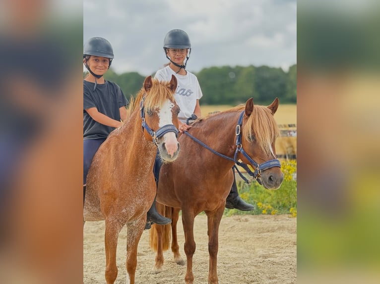 Welsh-B Stute 12 Jahre 127 cm Fuchs in Bergheim