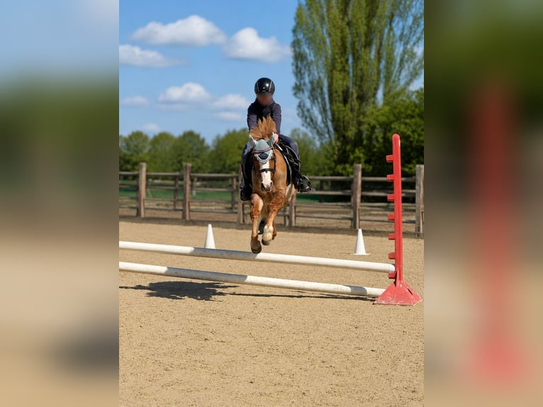 Welsh-B Stute 12 Jahre 127 cm Fuchs in Bergheim