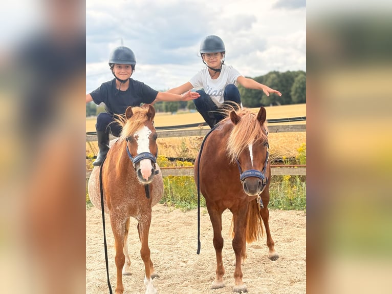 Welsh-B Stute 12 Jahre 127 cm Fuchs in Bergheim