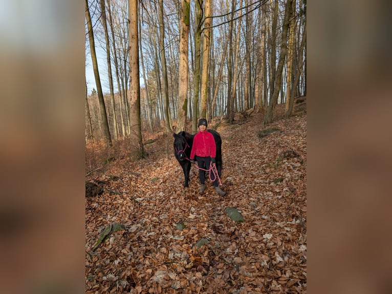 Welsh-B Mix Stute 12 Jahre 128 cm Rappe in Lautertal