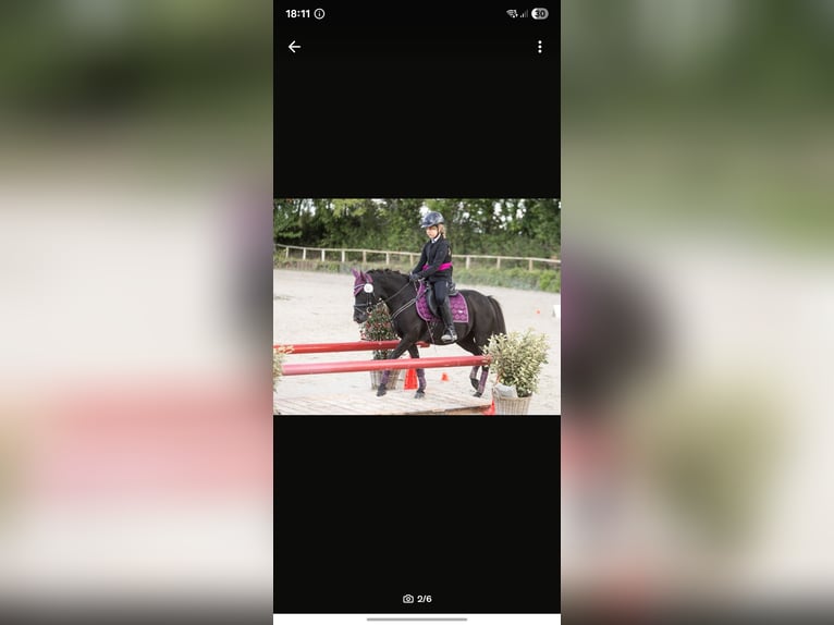 Welsh-B Mix Stute 12 Jahre 128 cm Rappe in Lautertal