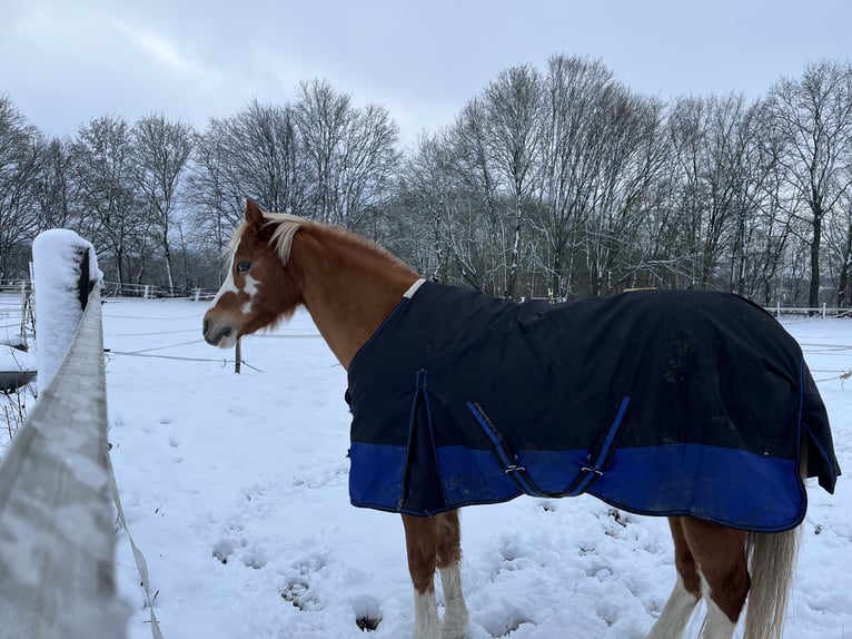 Welsh-B Stute 12 Jahre 129 cm Fuchs in Dortmund