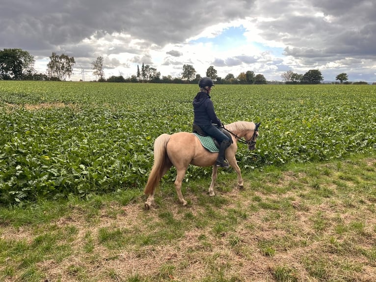 Welsh-B Stute 12 Jahre 133 cm Palomino in Pattensen