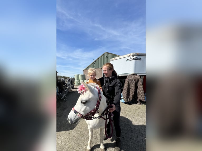 Welsh-B Stute 13 Jahre 120 cm Schimmel in Barneveld