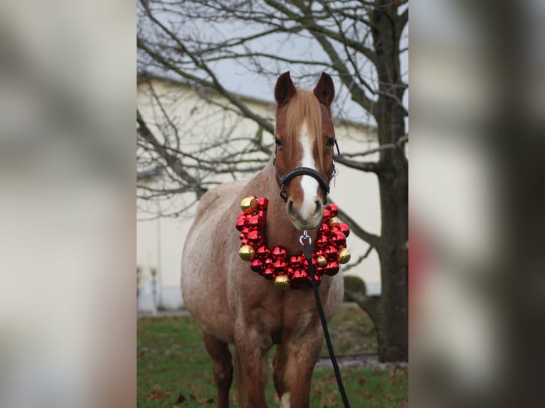 Welsh-B Stute 13 Jahre 128 cm Roan-Red in Zwingenberg