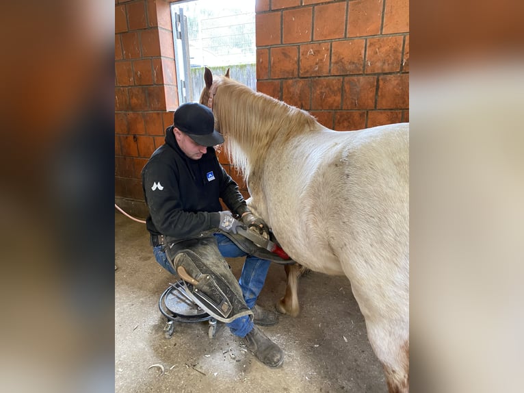 Welsh-B Stute 13 Jahre 128 cm Roan-Red in Zwingenberg