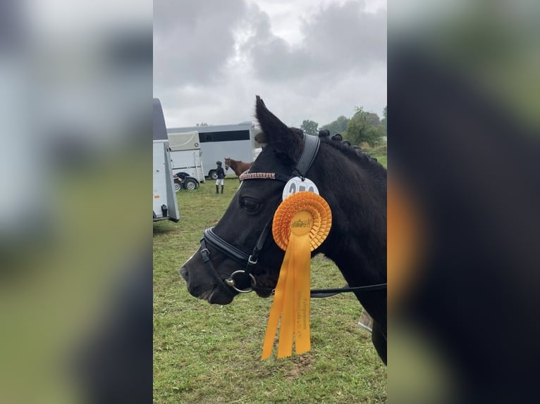 Welsh-B Stute 13 Jahre 134 cm Rappe in Wiershop