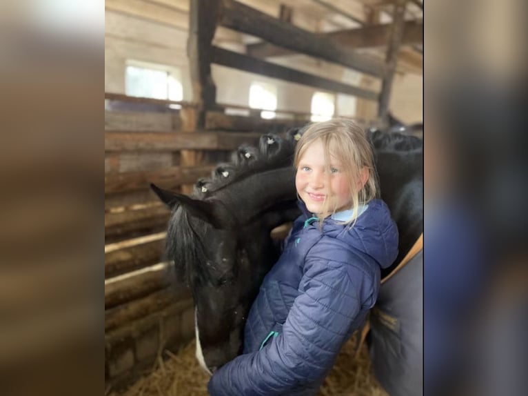 Welsh-B Stute 13 Jahre 134 cm Rappe in Wiershop