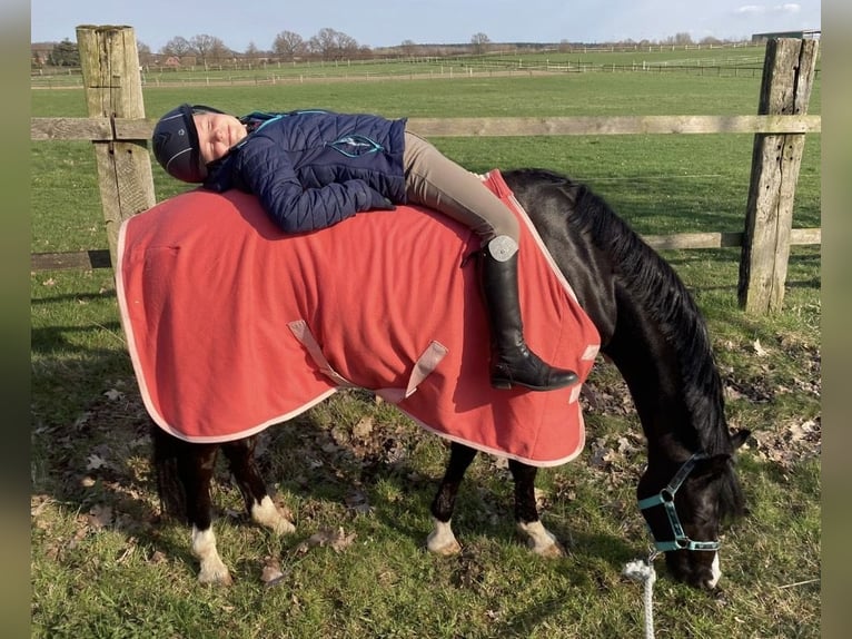 Welsh-B Stute 13 Jahre 134 cm Rappe in Wiershop