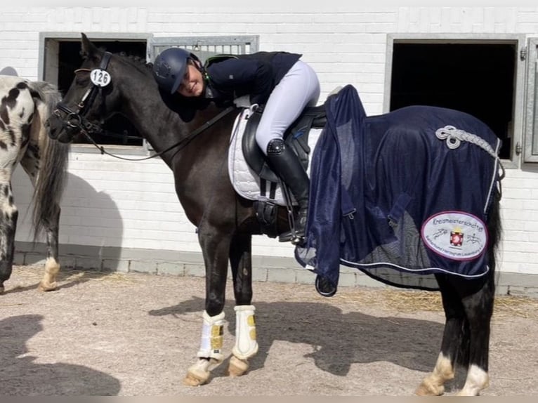 Welsh-B Stute 13 Jahre 134 cm Rappe in Wiershop