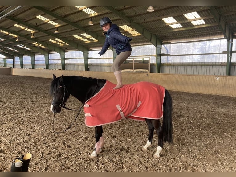 Welsh-B Stute 13 Jahre 134 cm Rappe in Wiershop