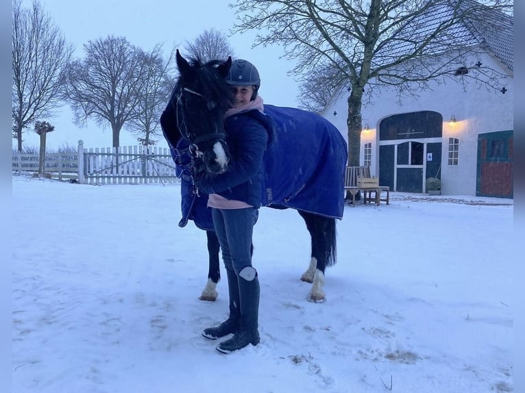 Welsh-B Stute 13 Jahre 134 cm Rappe in Wiershop