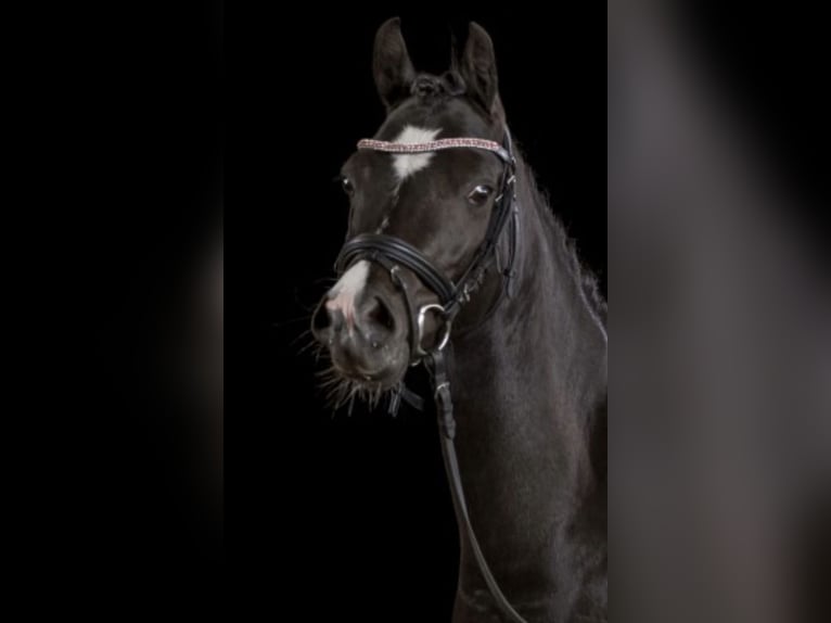 Welsh-B Stute 13 Jahre 134 cm Rappe in Wiershop