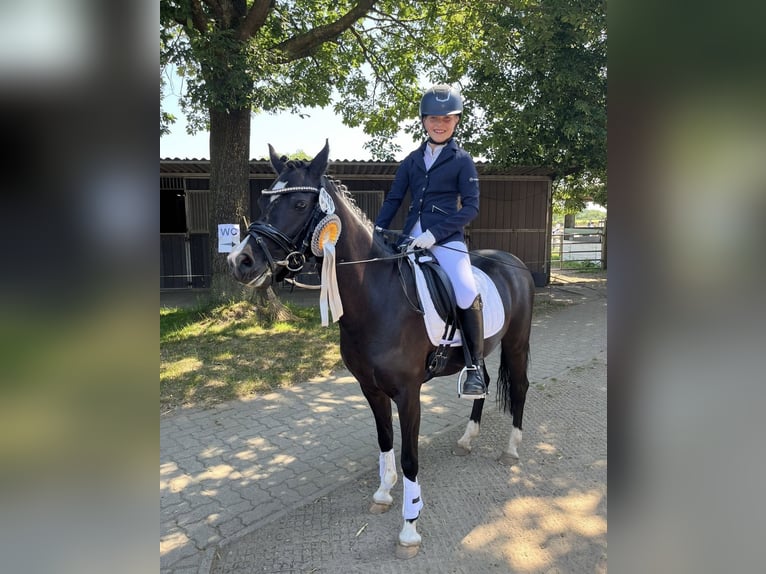 Welsh-B Stute 13 Jahre 134 cm Rappe in Wiershop