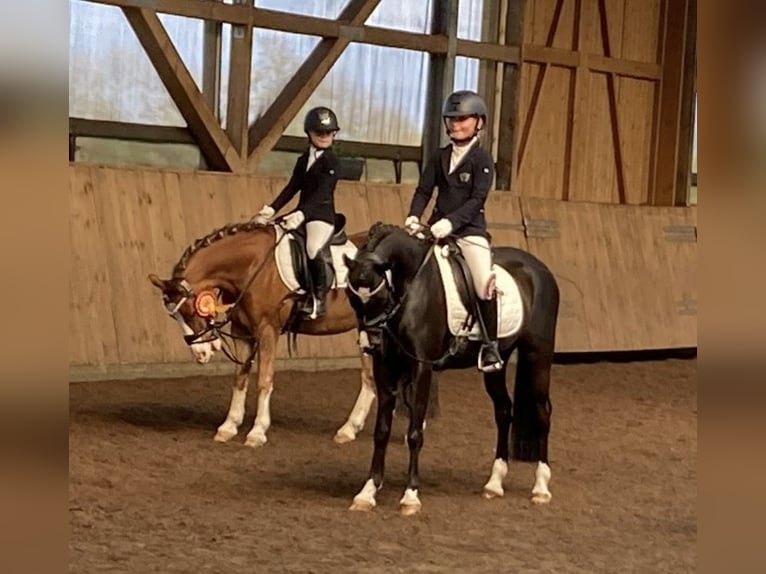 Welsh-B Stute 13 Jahre 134 cm Rappe in Wiershop