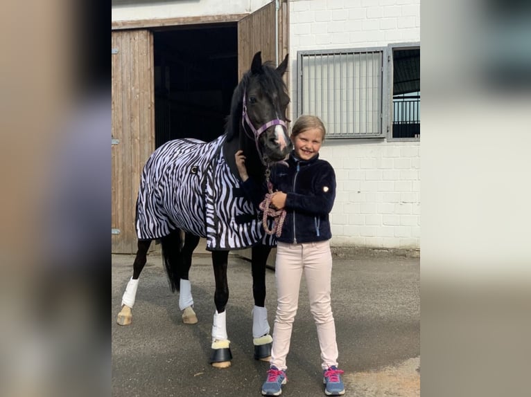 Welsh-B Stute 13 Jahre 134 cm Rappe in Wiershop