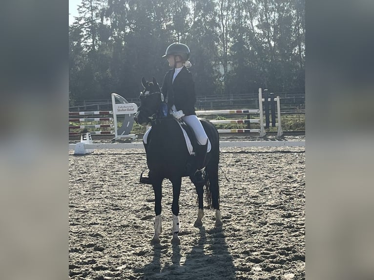 Welsh-B Stute 13 Jahre 134 cm Rappe in Wiershop