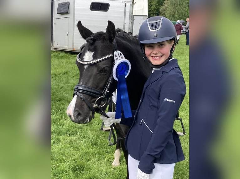 Welsh-B Stute 13 Jahre 134 cm Rappe in Wiershop