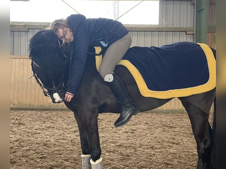 Welsh-B Stute 13 Jahre 134 cm Rappe in Wiershop