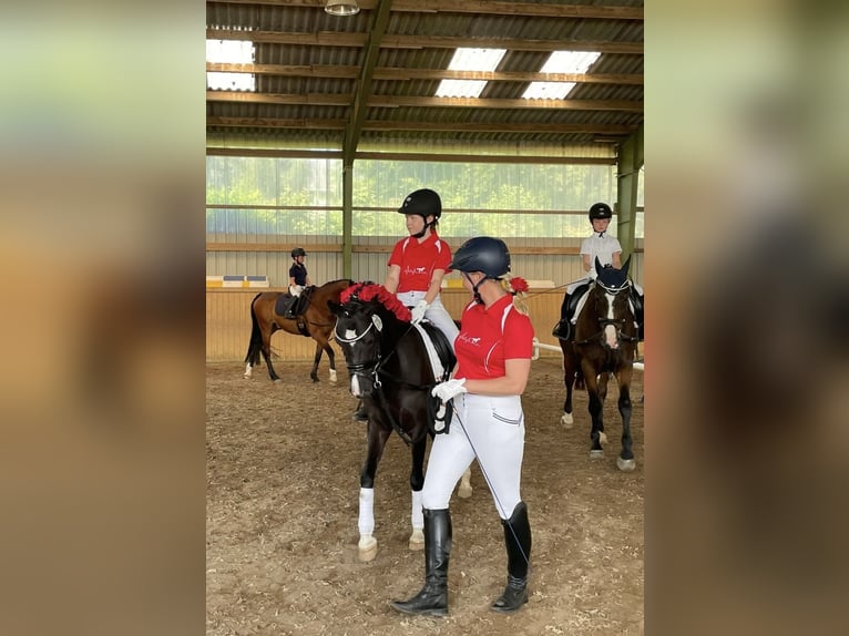 Welsh-B Stute 13 Jahre 134 cm Rappe in Wiershop