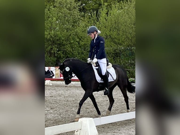 Welsh-B Stute 13 Jahre 134 cm Rappe in Wiershop