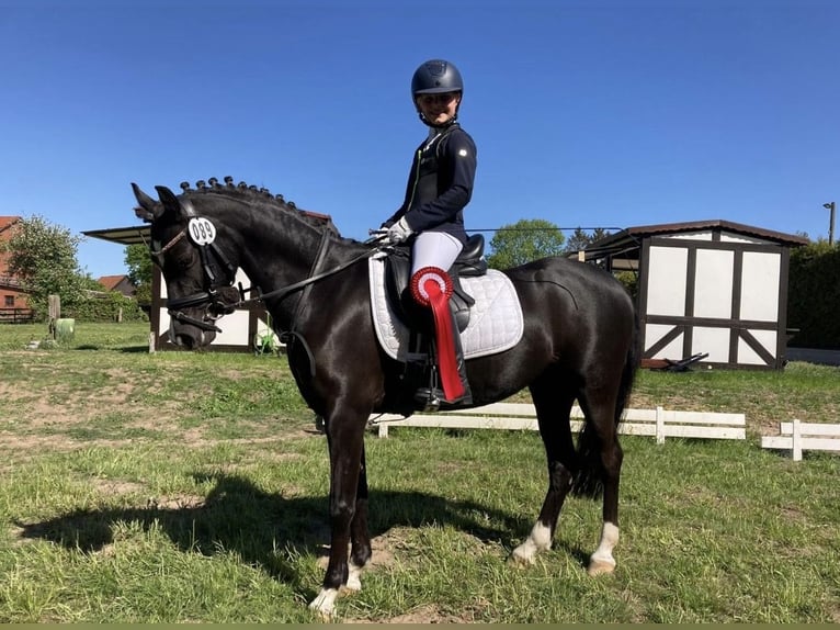 Welsh-B Stute 13 Jahre 134 cm Rappe in Wiershop